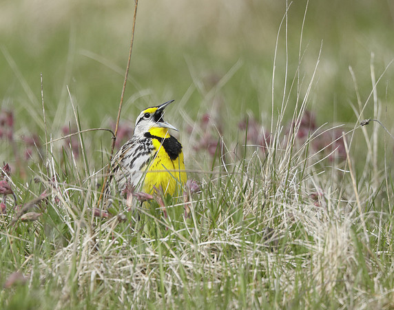 Eastern Meadowlark Sturnella magna