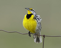 Eastern Meadowlark Sturnella magna