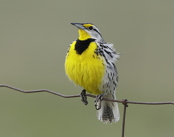 Eastern Meadowlark Sturnella magna