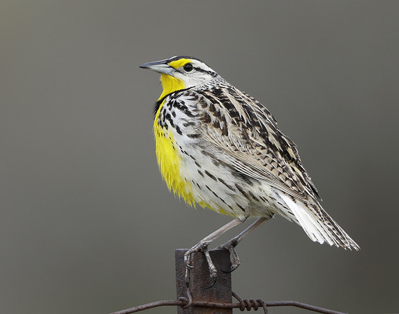 Eastern Meadowlark Sturnella magna