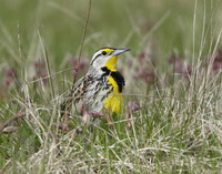 Eastern Meadowlark Sturnella magna