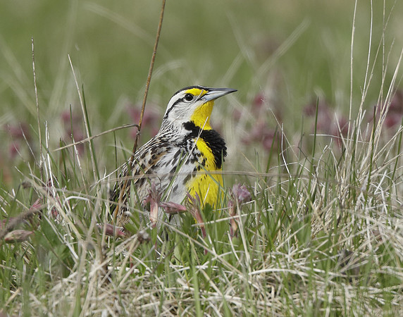 Eastern Meadowlark Sturnella magna
