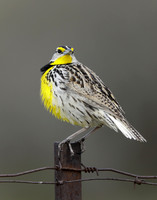 Eastern Meadowlark Sturnella magna