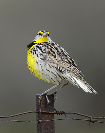 Eastern Meadowlark Sturnella magna