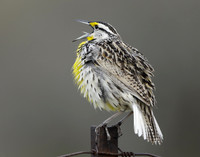 Eastern Meadowlark Sturnella magna