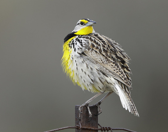 Eastern Meadowlark Sturnella magna