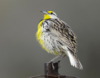 Eastern Meadowlark Sturnella magna