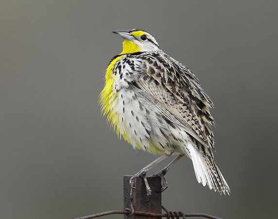 Eastern Meadowlark Sturnella magna