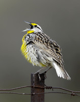 Eastern Meadowlark Sturnella magna
