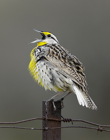 Eastern Meadowlark Sturnella magna