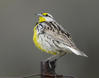 Eastern Meadowlark Sturnella magna