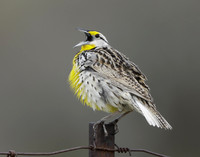 Eastern Meadowlark Sturnella magna
