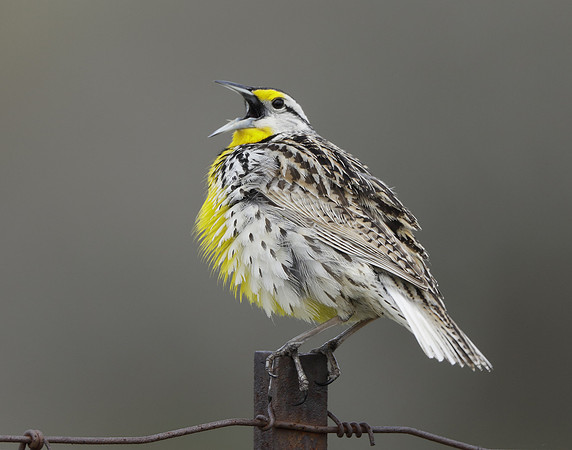 Eastern Meadowlark Sturnella magna