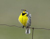 Eastern Meadowlark Sturnella magna