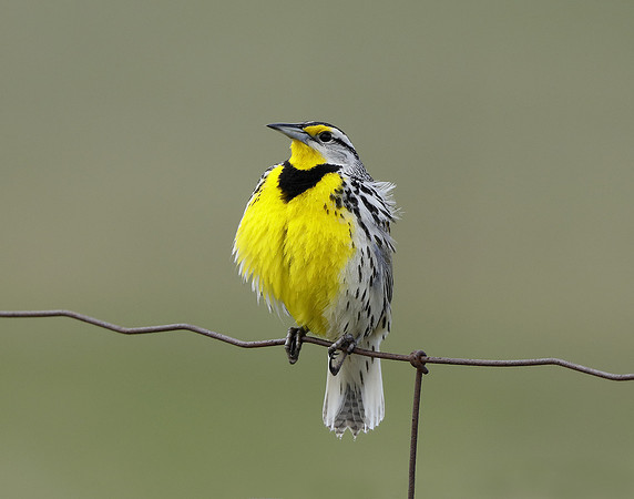 Eastern Meadowlark Sturnella magna