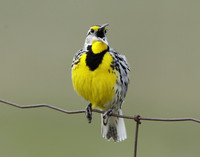 Eastern Meadowlark Sturnella magna