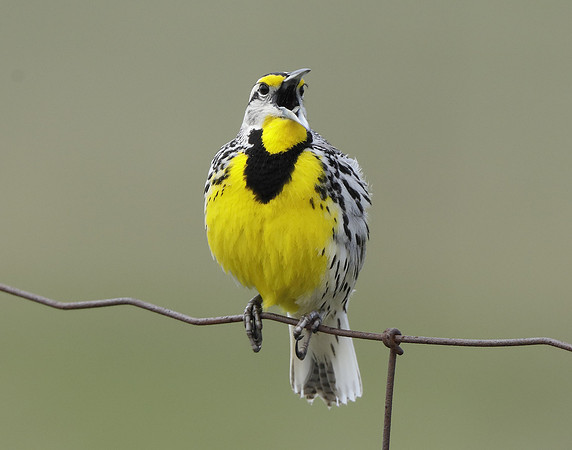 Eastern Meadowlark Sturnella magna