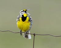 Eastern Meadowlark Sturnella magna
