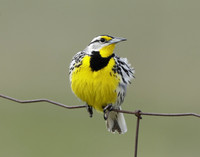 Eastern Meadowlark Sturnella magna
