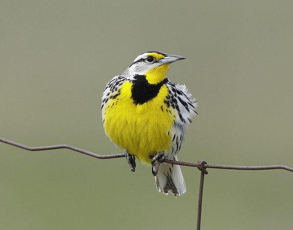 Eastern Meadowlark Sturnella magna