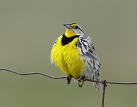 Eastern Meadowlark Sturnella magna