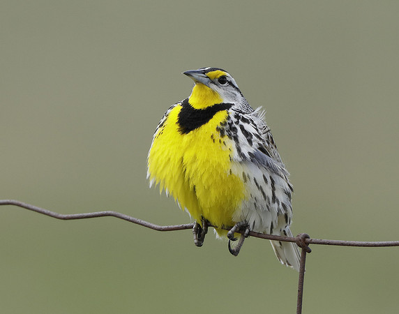 Eastern Meadowlark Sturnella magna