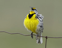Eastern Meadowlark Sturnella magna