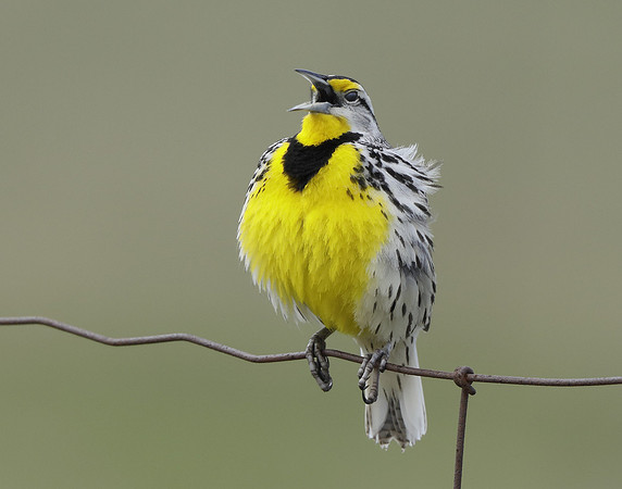 Eastern Meadowlark Sturnella magna