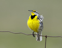 Eastern Meadowlark Sturnella magna