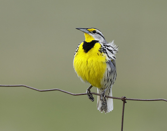 Eastern Meadowlark Sturnella magna