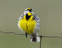Eastern Meadowlark Sturnella magna
