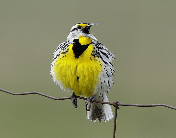 Eastern Meadowlark Sturnella magna