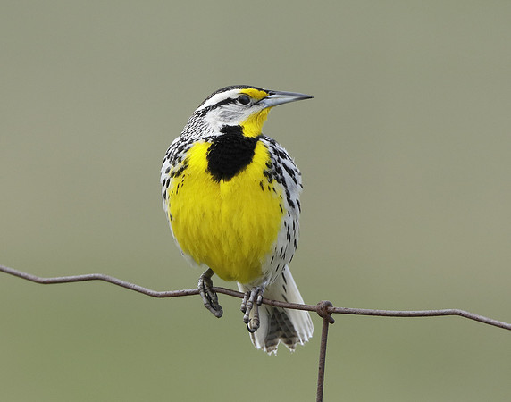 Eastern Meadowlark Sturnella magna