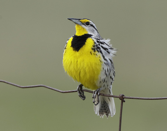 Eastern Meadowlark Sturnella magna