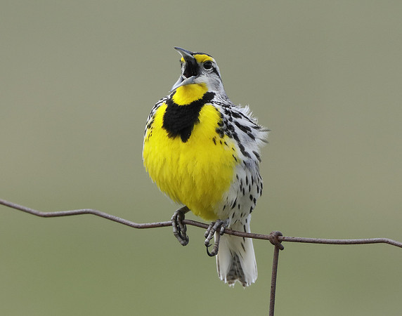 Eastern Meadowlark Sturnella magna