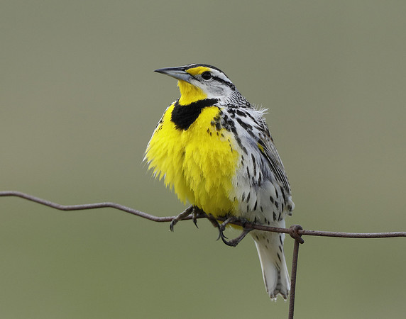 Eastern Meadowlark Sturnella magna