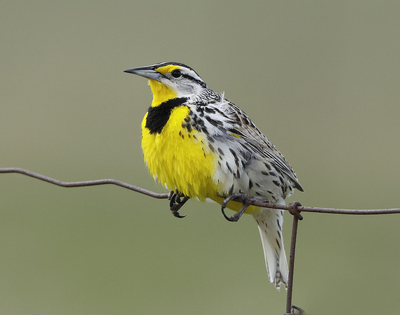 Eastern Meadowlark Sturnella magna