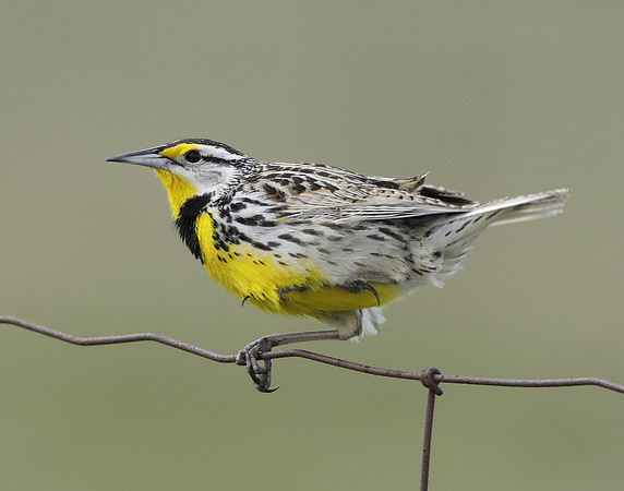 Eastern Meadowlark Sturnella magna