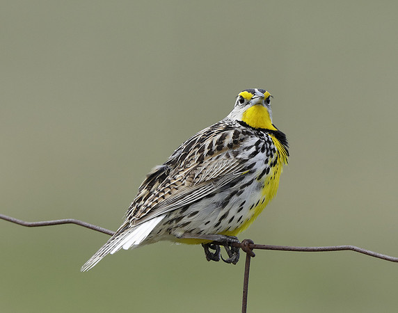 Eastern Meadowlark Sturnella magna