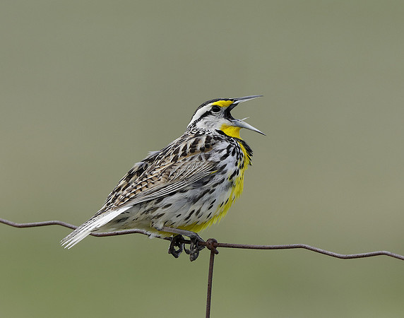 Eastern Meadowlark Sturnella magna