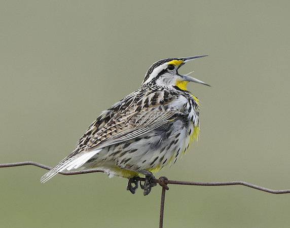 Eastern Meadowlark Sturnella magna