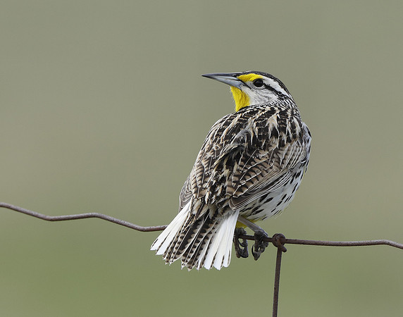 Eastern Meadowlark Sturnella magna