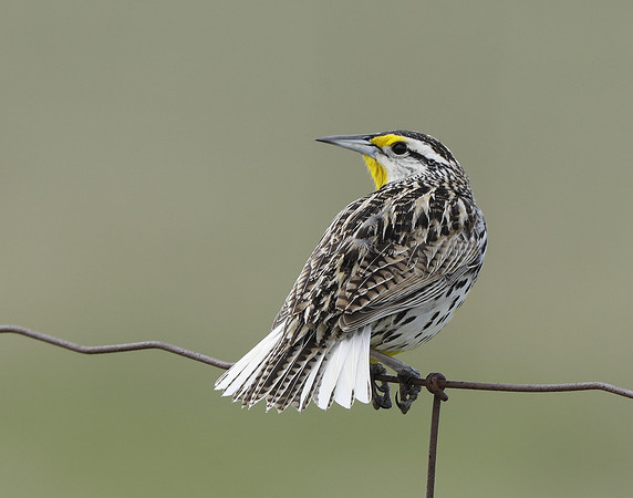 Eastern Meadowlark Sturnella magna