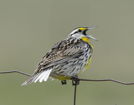 Eastern Meadowlark Sturnella magna