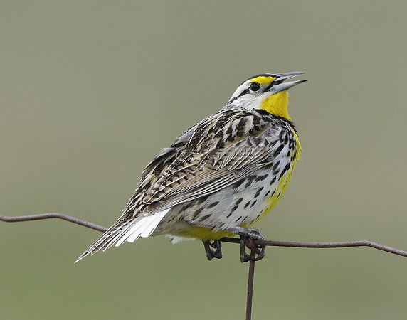 Eastern Meadowlark Sturnella magna