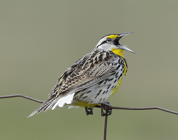 Eastern Meadowlark Sturnella magna