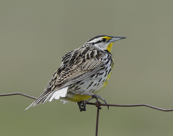 Eastern Meadowlark Sturnella magna