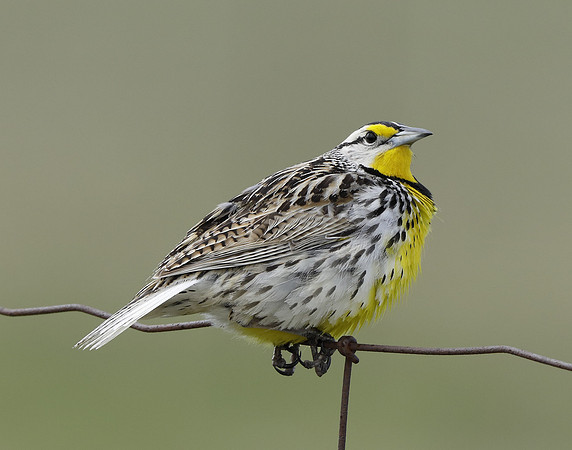 Eastern Meadowlark Sturnella magna