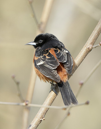 Orchard Oriole Icterus spurius
