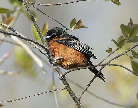 Orchard Oriole Icterus spurius